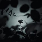 Flower Shadow