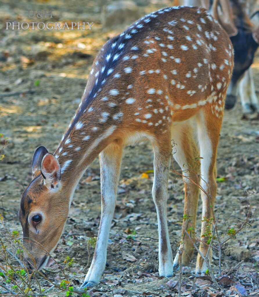 Deer Grass